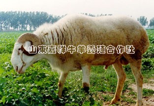 供应种羊、小尾寒羊、波尔山羊